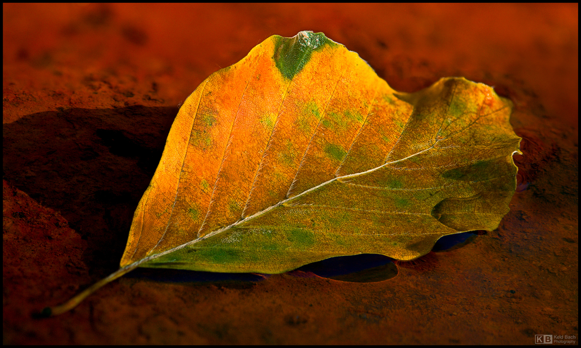 Autumn, One Leaf at the Time