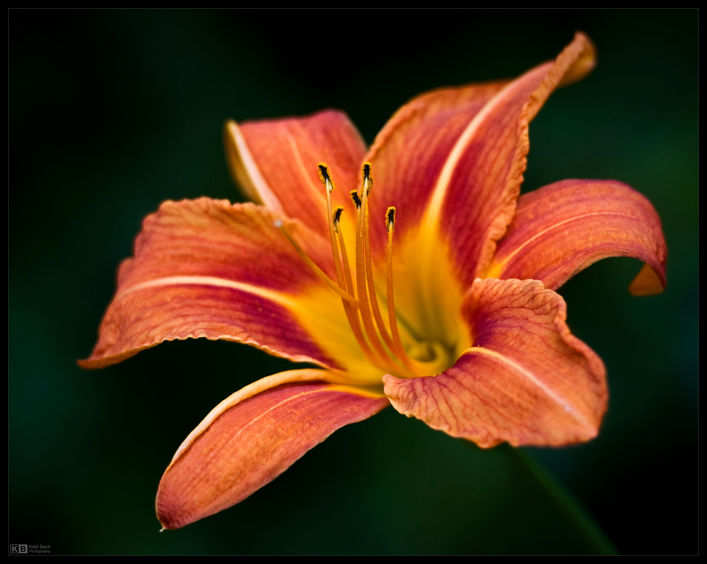 Day Lily Portrait