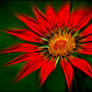 Zoomed-in Gazania