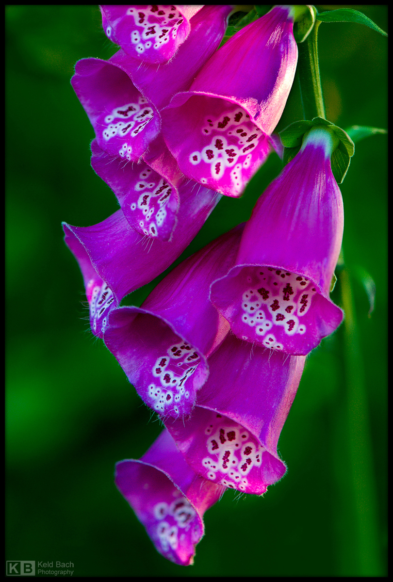 Purple Foxglove