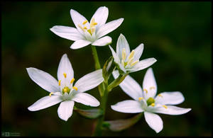 Grass Lily by KeldBach