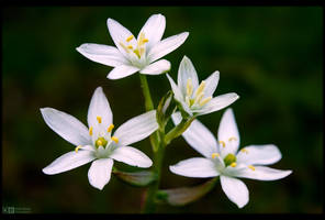 Grass Lily by KeldBach