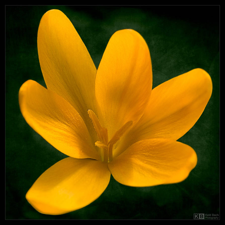 All Yellow by KeldBach