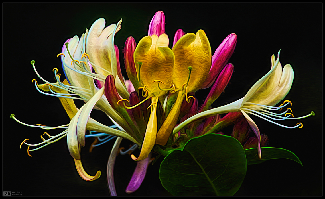 Blooming Caprifolium