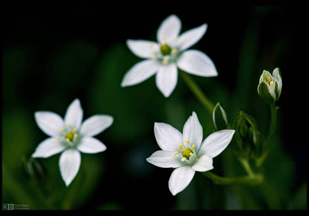 Little Stars in the Grass by KeldBach