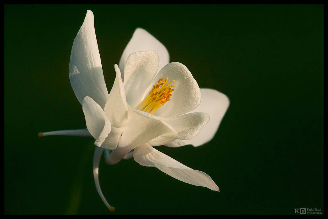 Snow White 2 by KeldBach