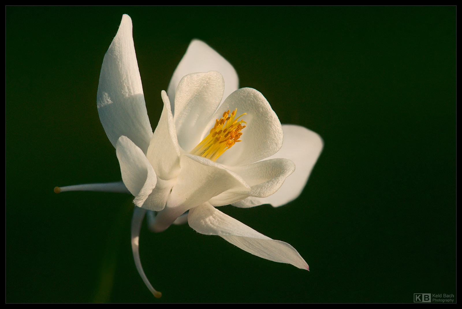Snow White 2 by KeldBach