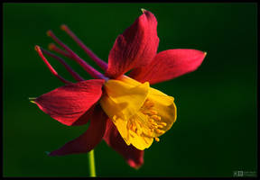 Long-Horned Aquilegia by KeldBach