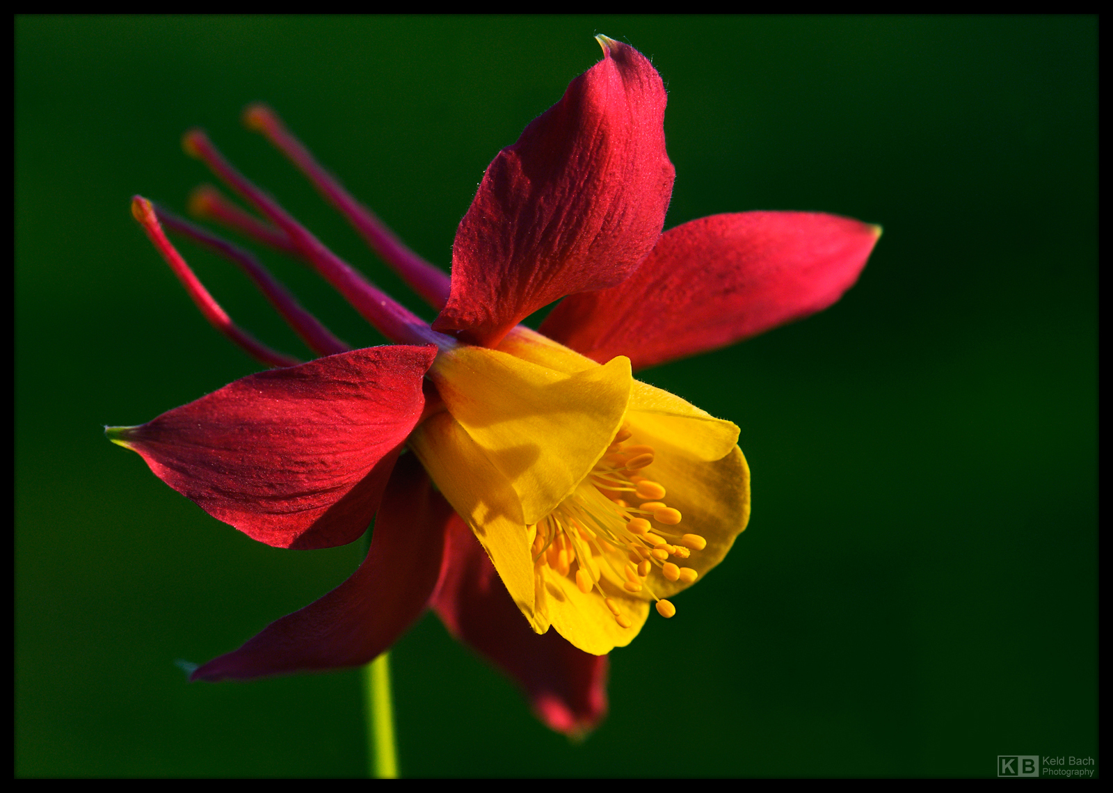 Long-Horned Aquilegia by KeldBach