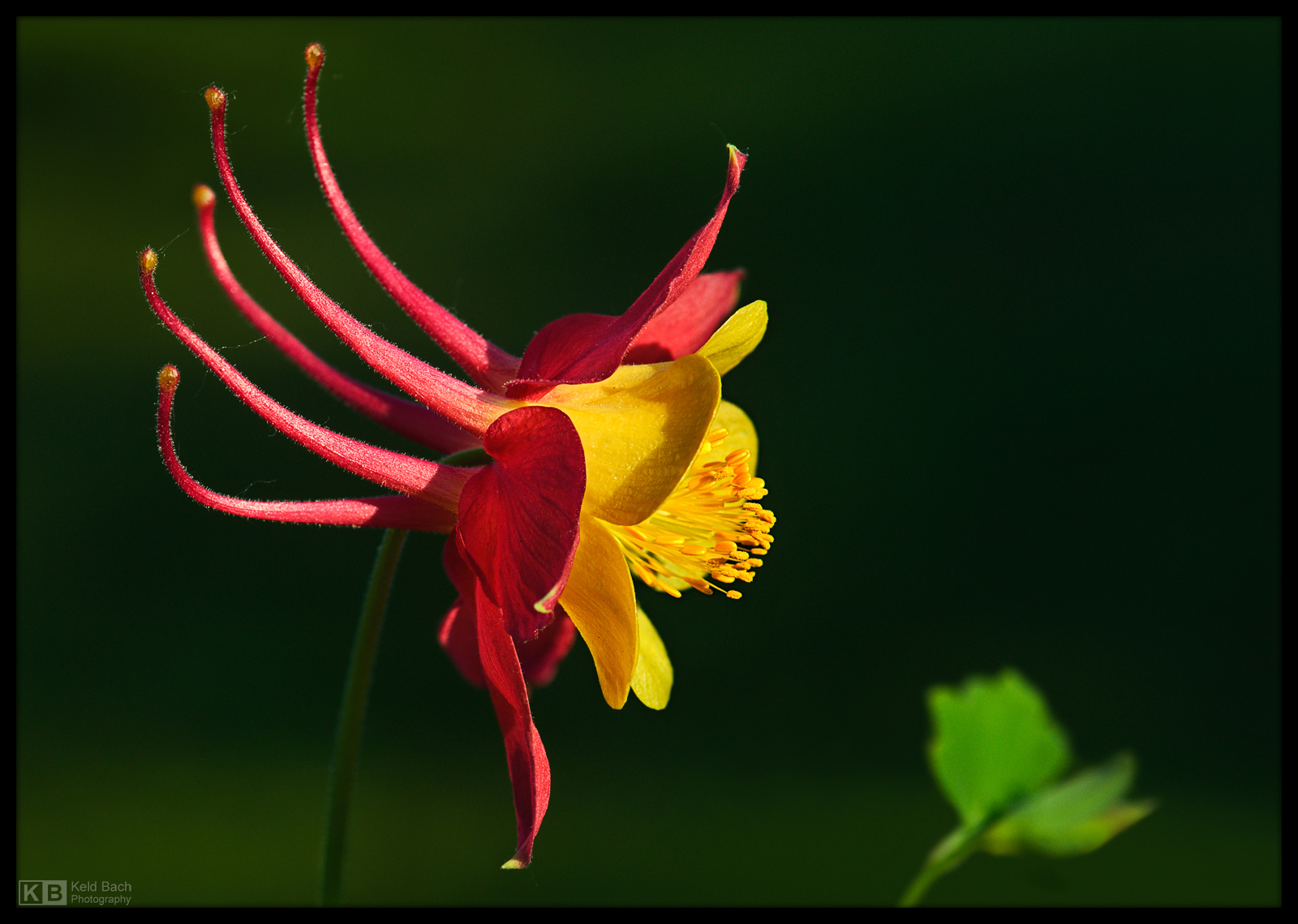 Watch My Profile! by KeldBach