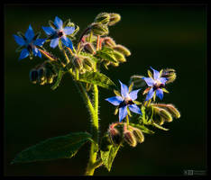Blooming Borage by KeldBach