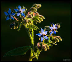 Blooming Borage by KeldBach
