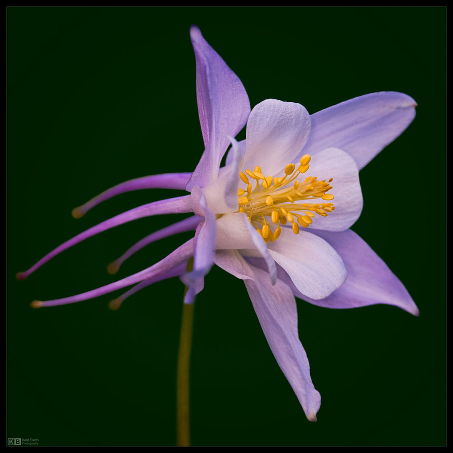 Columbine Treat