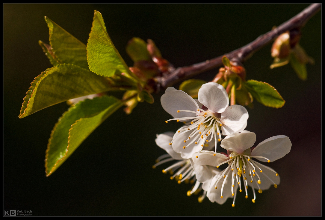 Cherry Blossoms