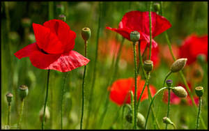 Poppy Power by KeldBach