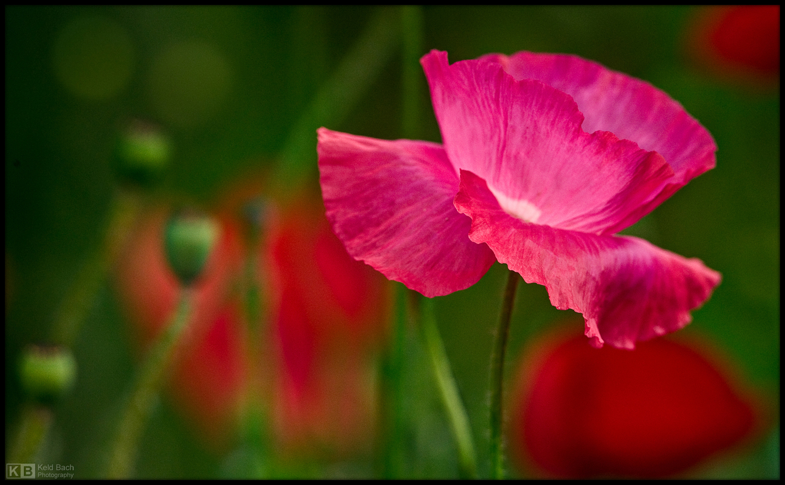 Pinkish Poppy