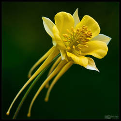 Long-Horned Columbine