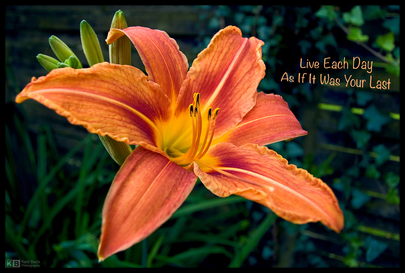 The Wisdom of a Daylily