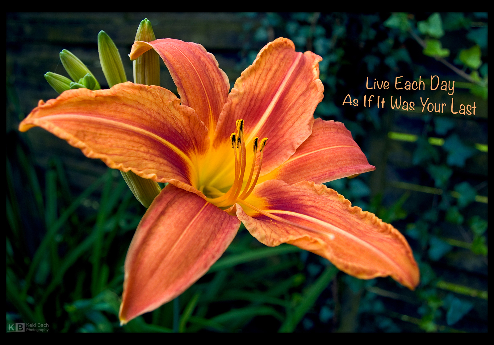 The Wisdom of a Daylily by KeldBach