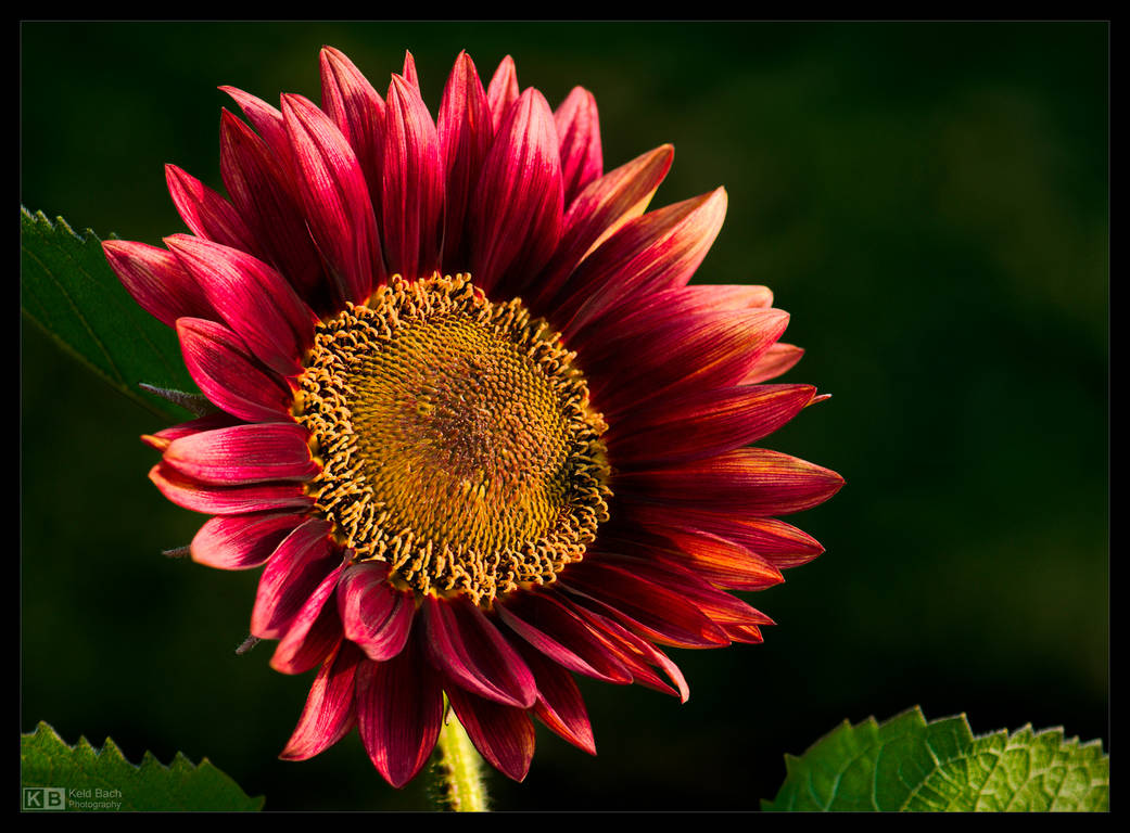 Crimson Sunflower by KeldBach