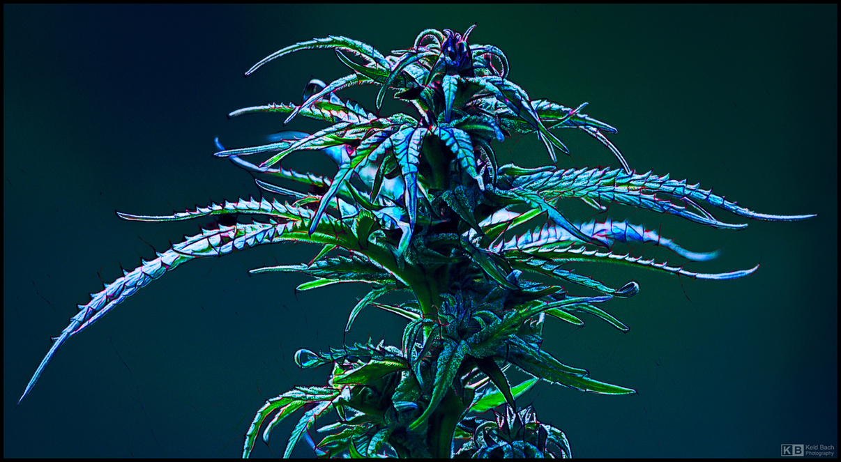 Expressive Cannabis Cola