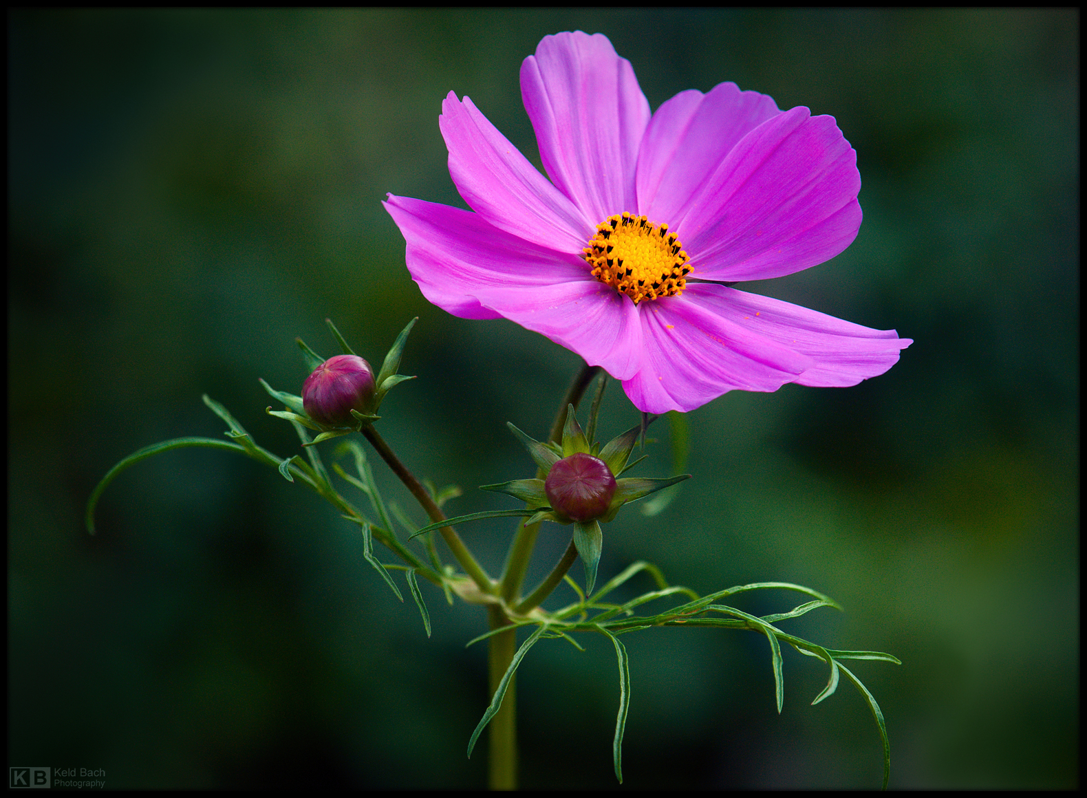 Blooming on a Grey Day