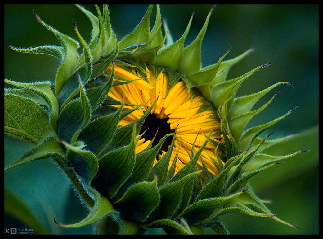 Eye of the Sun by KeldBach