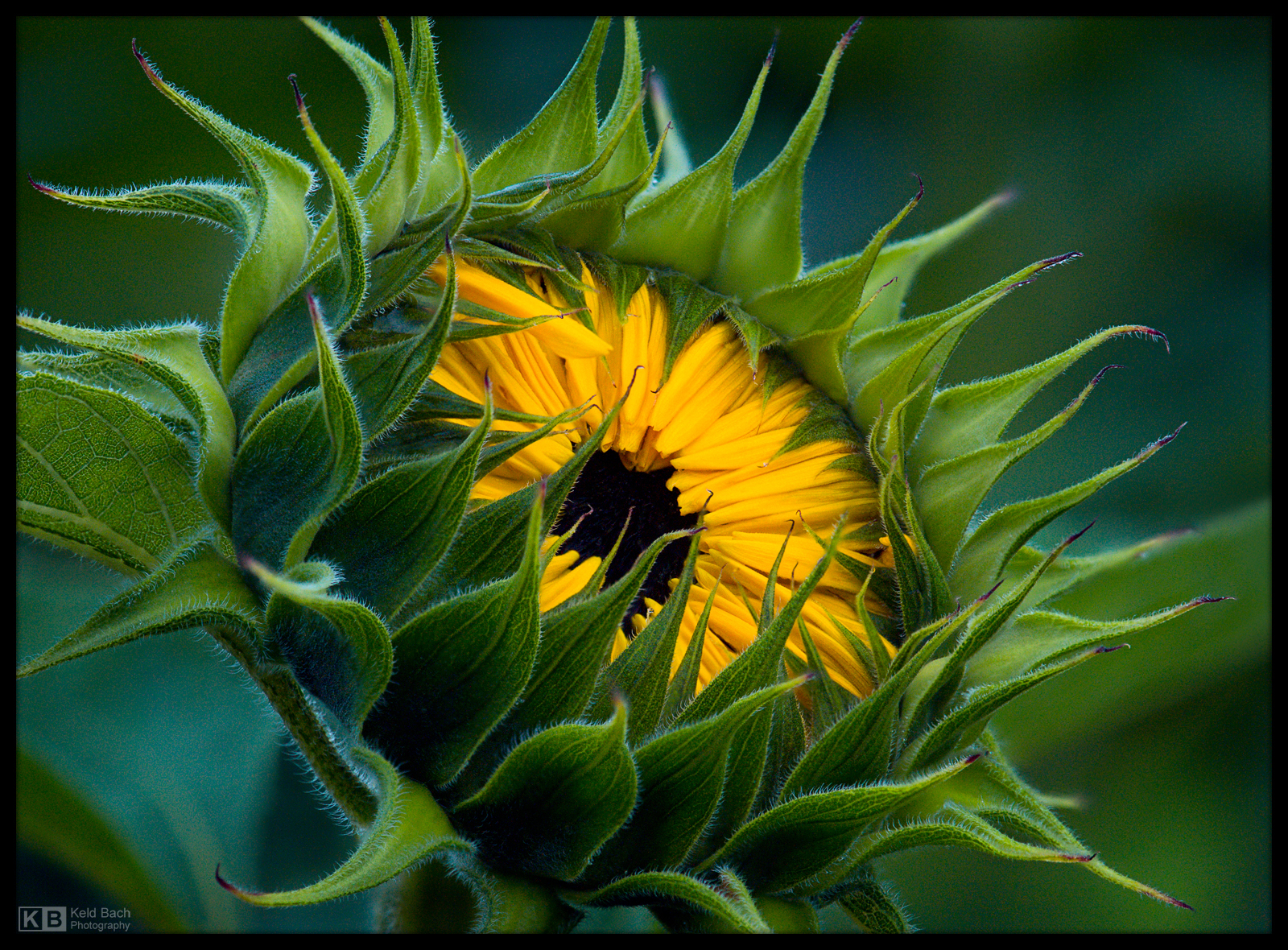 Eye of the Sun by KeldBach