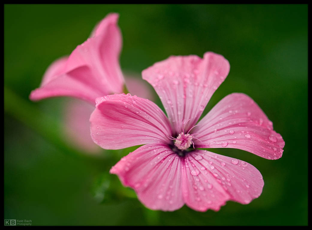 Rose Mallow by KeldBach