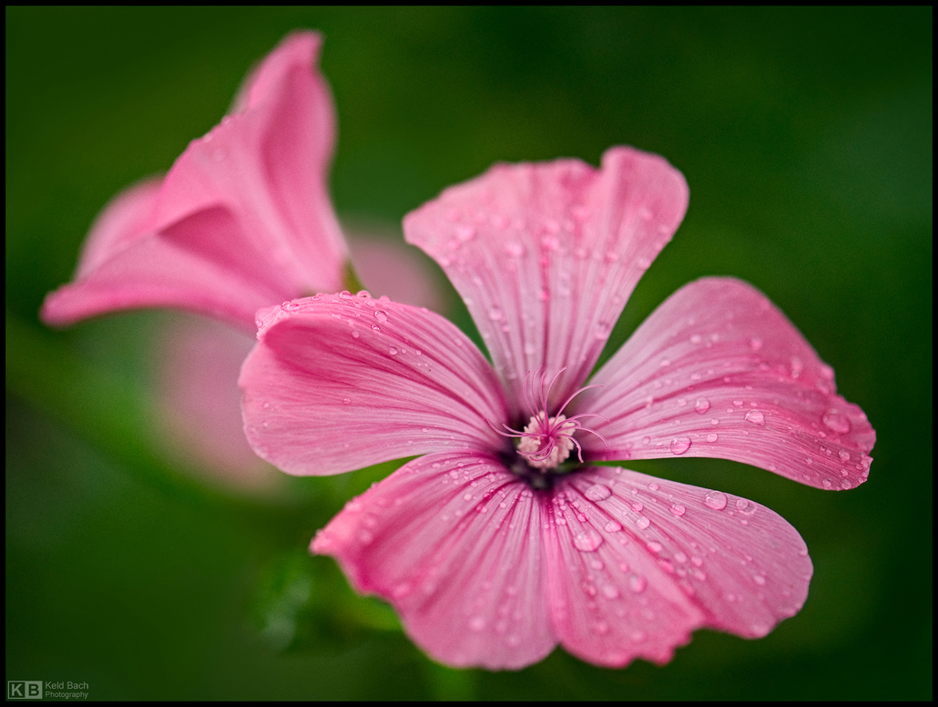 Rose Mallow