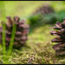 Still Life with Cones