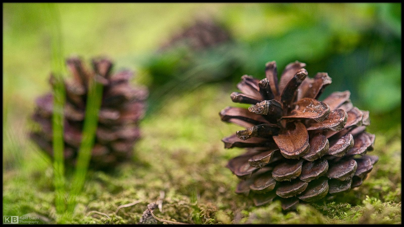 Still Life with Cones