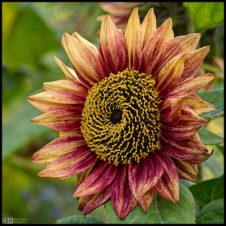 Peach-Coloured Sunflower