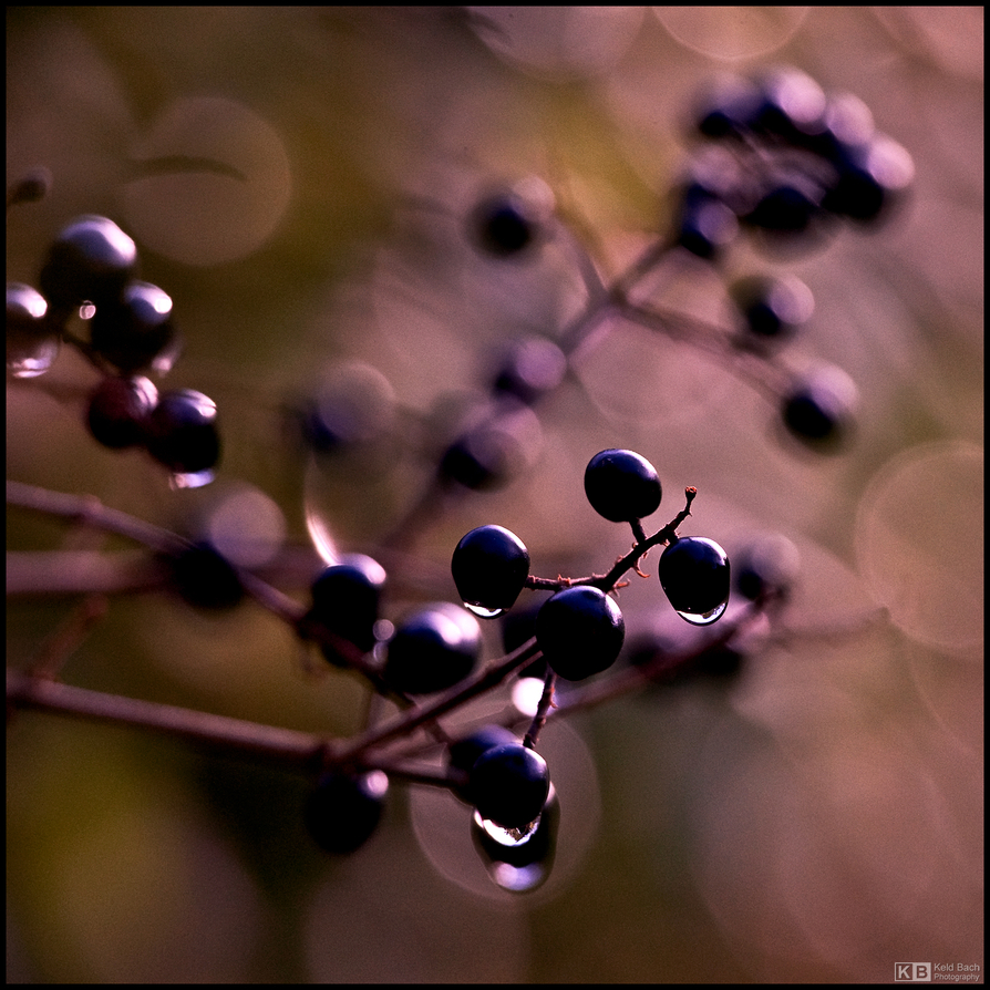 November Berries