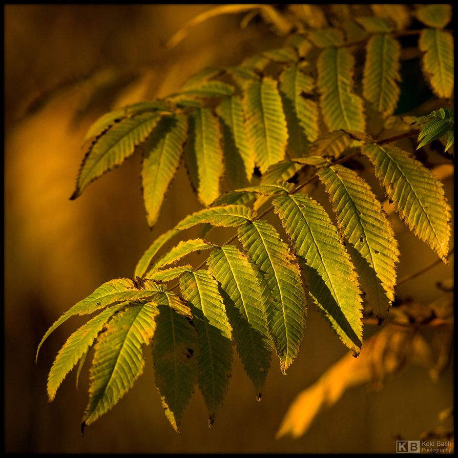 Touch of Fall
