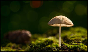 Tiny Shroom by KeldBach