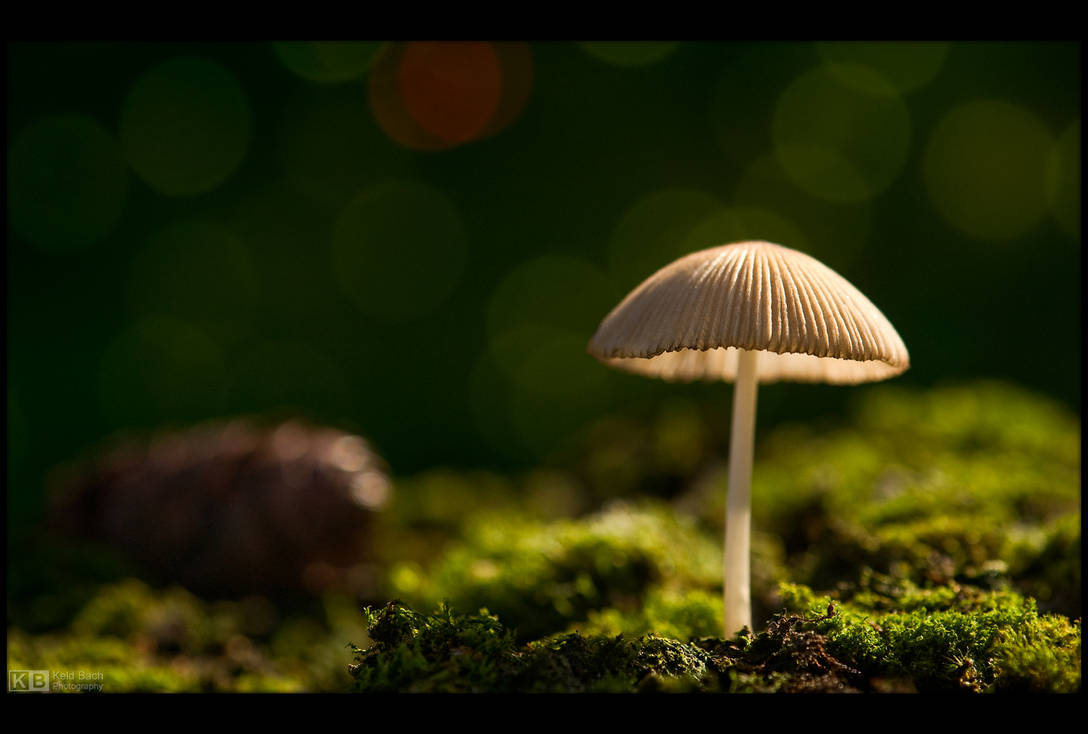 Tiny Shroom by KeldBach