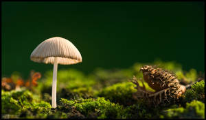 An Odd Couple by KeldBach