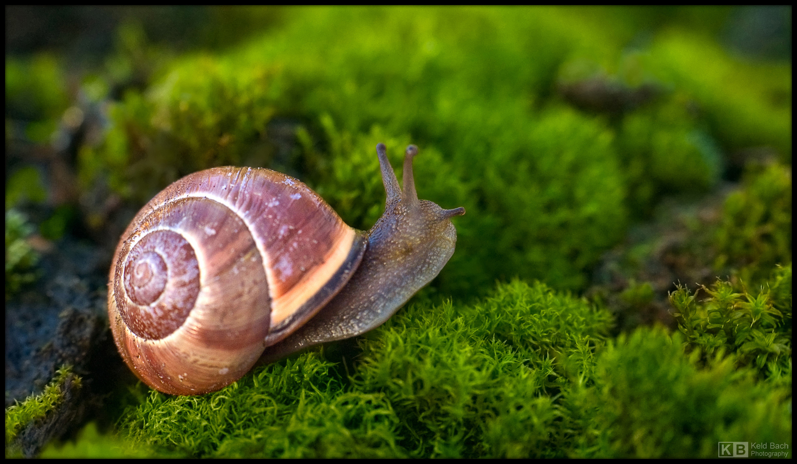 Adventurous Grove Snail