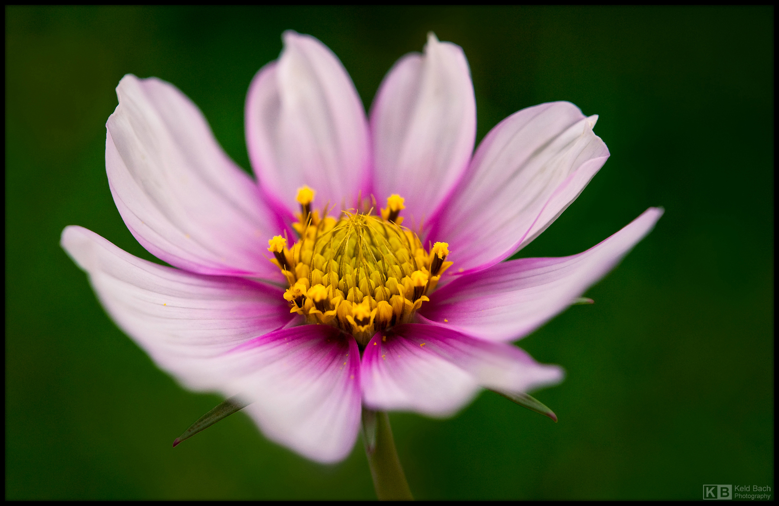 Flaming White Cosmos