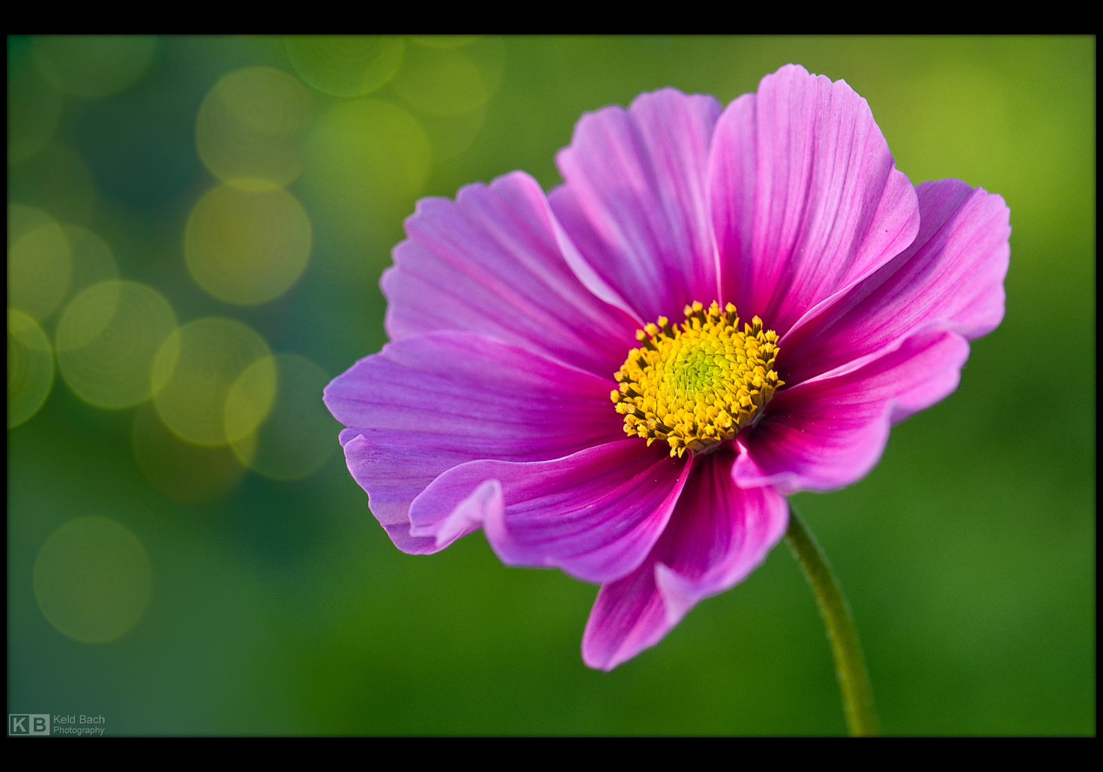 October Delight by KeldBach