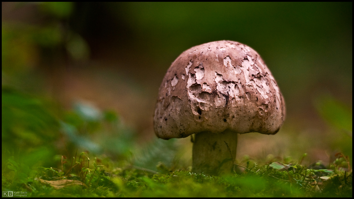 Battered Field Mushroom