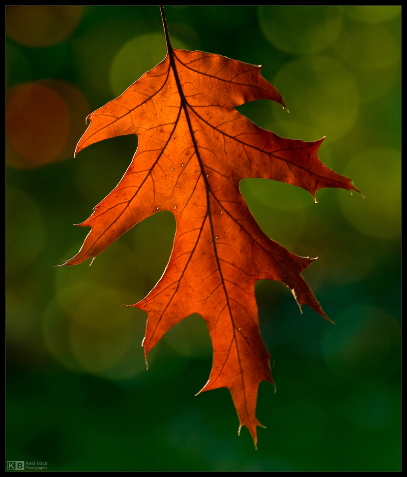 Dancing in the Breeze