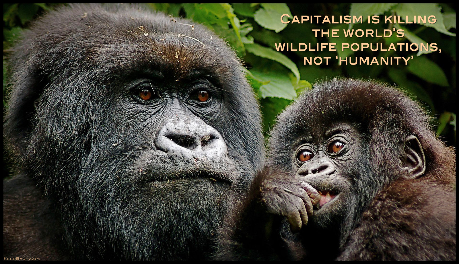Capitalism is Killing the World's Wildlife Populations, Not 'Humanity'