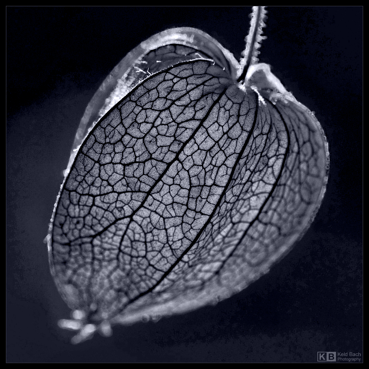 Chinese Lantern in Mono