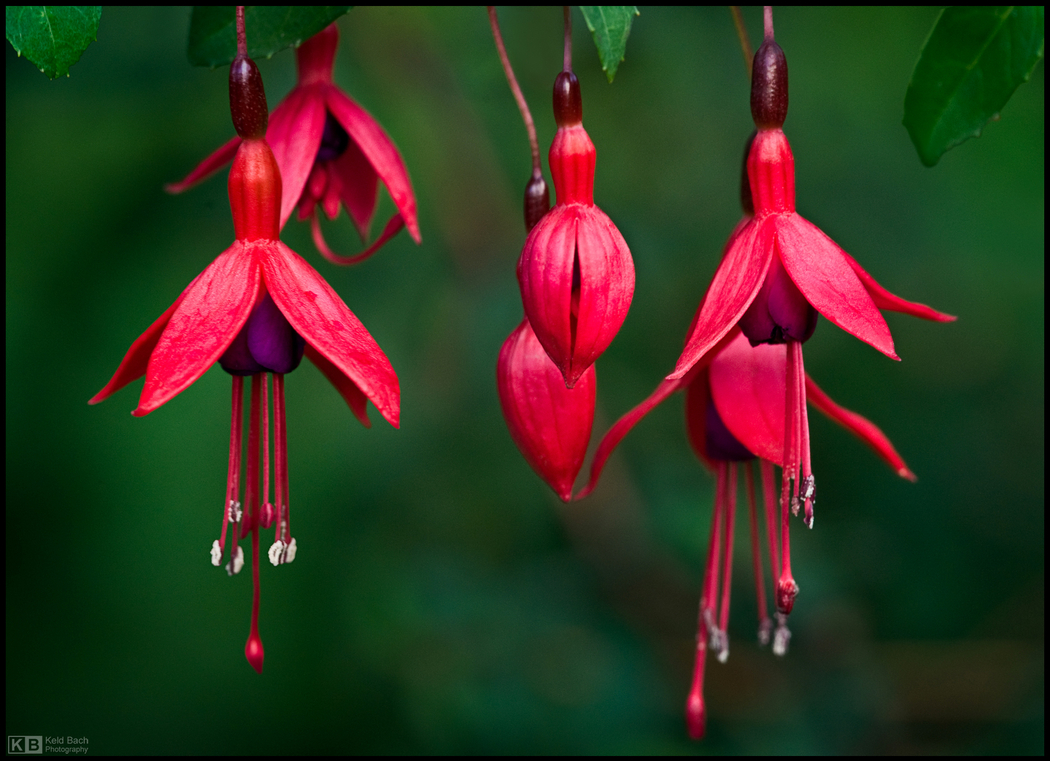 Fuchsia Time
