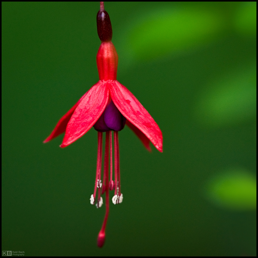 Fuchsia Singularis