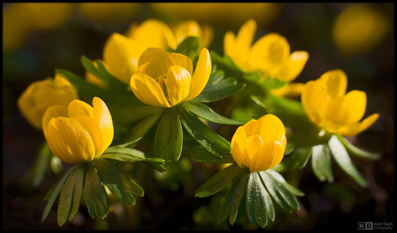 Yellow Invasion by KeldBach