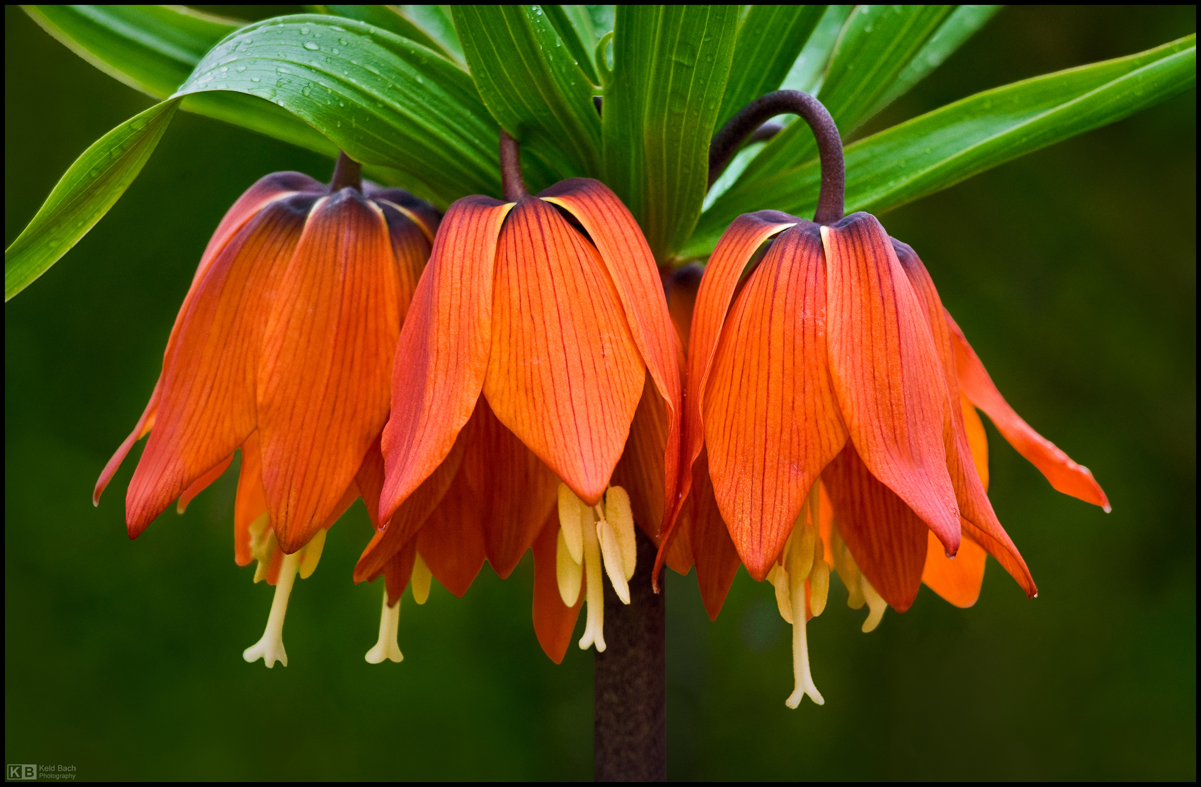 Blooming Crown Imperial