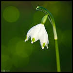 A Simple Spring Snowflake